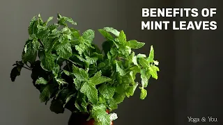 Health Benefits of Mint leaves | Boost Digestion Naturally | Mint for Bad Breath | Power of Mint |