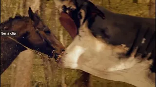 Shark eats horse head | Trailer Park Shark (2017)