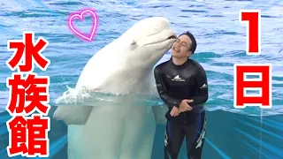 [Dolphin Show] A one-day aquarium work experience transporting sharks and doing a show!? [Beluga]