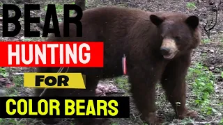 BEAR HUNTING// HUNTING A BIG CINNAMON BEAR IN SASKATCHEWAN