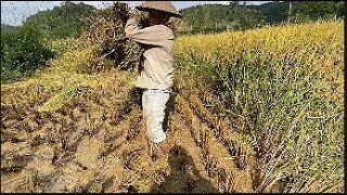 The harvest season of upland rice and corn has a bumper harvest | rice harvest