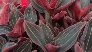 Terrestrial Orchid Care — Plant One On Me — Ep 044