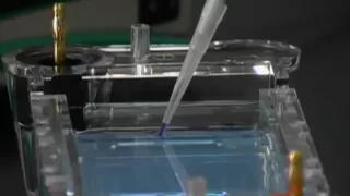 Principles of Gel Electrophoresis