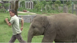 Baby elephant play and run around with a man - ElephantNews