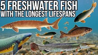 5 Freshwater Fish With The Longest Lifespans