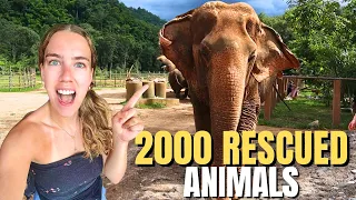 BEST Elephant Sanctuary in Chiang Mai! Elephant Nature Park 🐘