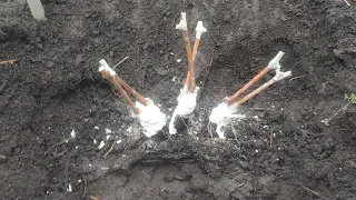 Autumn grafting of grapes into the head of the bush