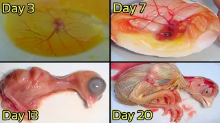 Embryo Growth From 1 To 21 Day || Development of Egg Yolk To Chick