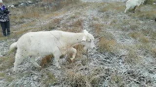 У козы одно рабочее вымя.