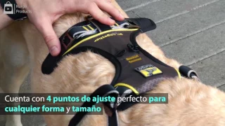 Arnés para perros en el auto