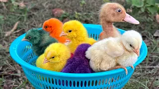 Catch millions of cute chickens, amazing pekin duck hatching, geese, rabbits, funny animals home