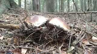 grzyby 2022 borowiki w maskowaniu boletus edulis