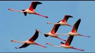 Фламинго обыкновенный или розовый (Phoenicopterus roseus) | Film Studio Aves