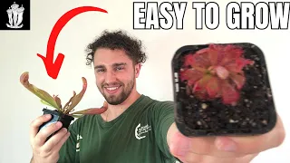 Easiest Carnivorous Plants to Grow