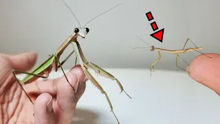 Killing Mosquitoes Invading My Home With Giant Mantises. (Kiwi's great-grandchildren)