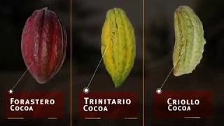 Luker Chocolate- Learn about Colombian Cacao