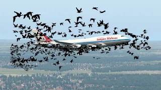 Insane Plane Hit Birds During Landing