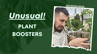 Pushing Houseplant Boundaries: Trying 3 Unusual & Unique Growth Hacks! 🌿📈🔥 | From Leggy to Bushy