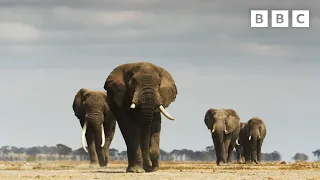 Elephant twins escape battling bulls | Dynasties II - BBC