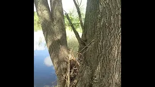 Змеи на дереве