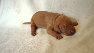 Brown, 1 week old Hungarian Vizsla puppy.
