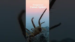 Creepy, powerful predator of the deserts. Solifugae! #animals #insects #nature