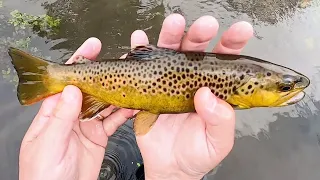 Tenkara in the Iowa Driftless - Vlog #40