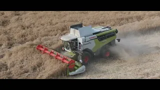 🇵🇱✔ Oporowe Żniwa Rzepaku 2023 2x㋛︎ Claas Lexion ✔ Claas Sypie Na Drona ㋛︎x2John Deere ✔