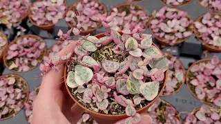 MCG Behind the Scenes - Variegated String of HEARTS!