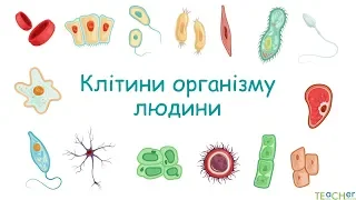 Різноманітність клітин організму людини