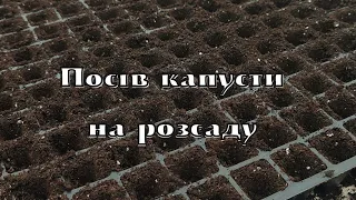 Простий спосіб посіву капусти Агресор F1 на розсаду| Посів середньопізньої капусти на розсаду