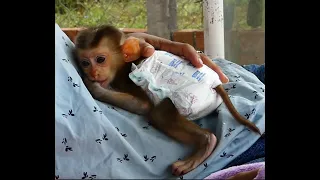 Monkey TORO Sleep On Hammock With Mom TORO Want To Mom Hug When Sleep