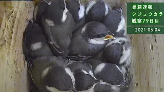 Fledging! The Japanese tit chicks left the nest in the evening in heavy rain...(Day 79 Jun 4 2021)