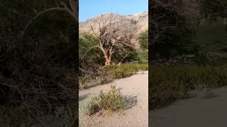 Danger Tree fall Down 🪵😱#chainsaw #viral