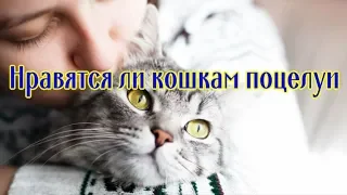 НРАВЯТСЯ ЛИ КОШКАМ ПОЦЕЛУИ  DO CATS LIKE KISSING