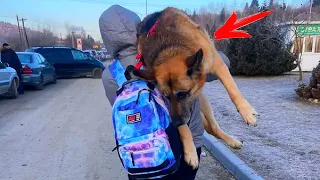 Школьник 5 км нес ранeную собаку на руках. НО КУДА ОН ЕЁ НЕС?