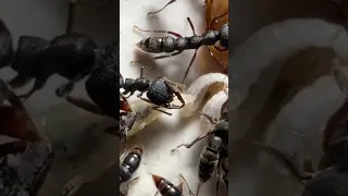 Личинки муравьев-вампиров 🧛🏽 #ants #муравьи