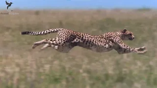 Lone Cheetah mom of 4 hunts down Gazelle for her hungry cubs | African Cats