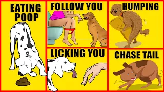 Awkward Dog Behaviors Explained