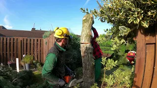 Kustorez. Spruce removal and Hedge cutting!