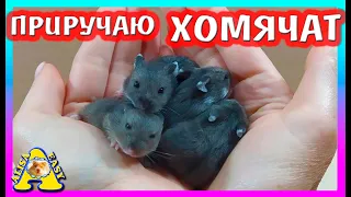 БЕРУ ХОМЯЧАТ В РУКИ / ПРИРУЧАЮ ХОМЯЧАТ / ХОМКИ КЕМПБЕЛЛА / Alisa Easy Pets