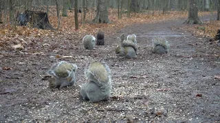 10 Hours of Forest Squirrels - Videos for Pets and People - December 15, 2020