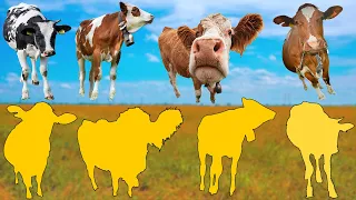 CUTE ANIMALS Cows Holstein-Friesian, Simmental 귀여운 동물 소 홀스타인-프리시안, 시멘탈