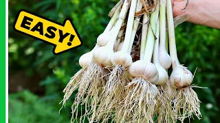 How To Grow Garlic (And Get A HUGE Harvest!)