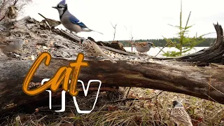 Cat TV for Pets 😻 | 10 Hours of Birds Feeding With the Sounds of Waterfowl on the Lake **NO ADS**