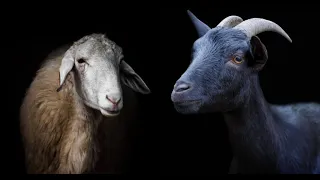 God is separating the sheep from the goats: Trump supporter on why she remains unvaccinated response