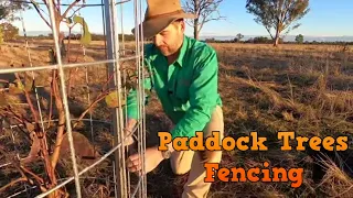 Protecting Paddock Trees with Easy Fencing Ideas