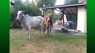 Meeting CowRural Power | my village cow rural | The smart team matting summer on the village