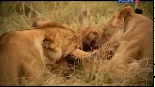 Животные мира Самые опасные Природа Кении Прайд львов Тактика самца Охота стаи Обучение львят