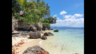 Вечное лето и черепахи /Филиппины Turtles Palawan и Cebu Март 2020